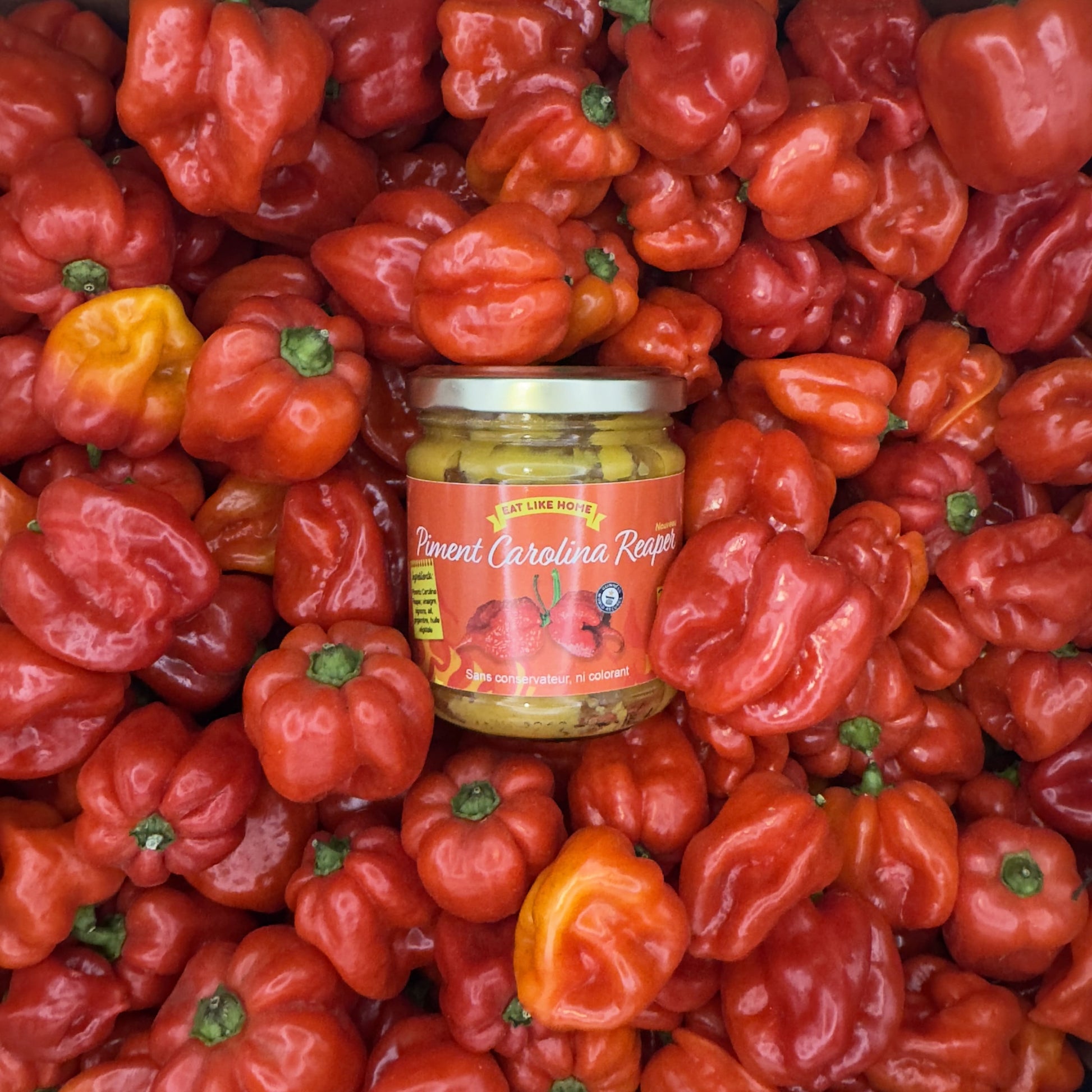 Le Piment Carolina Reaper jaune sur des piments vue de face